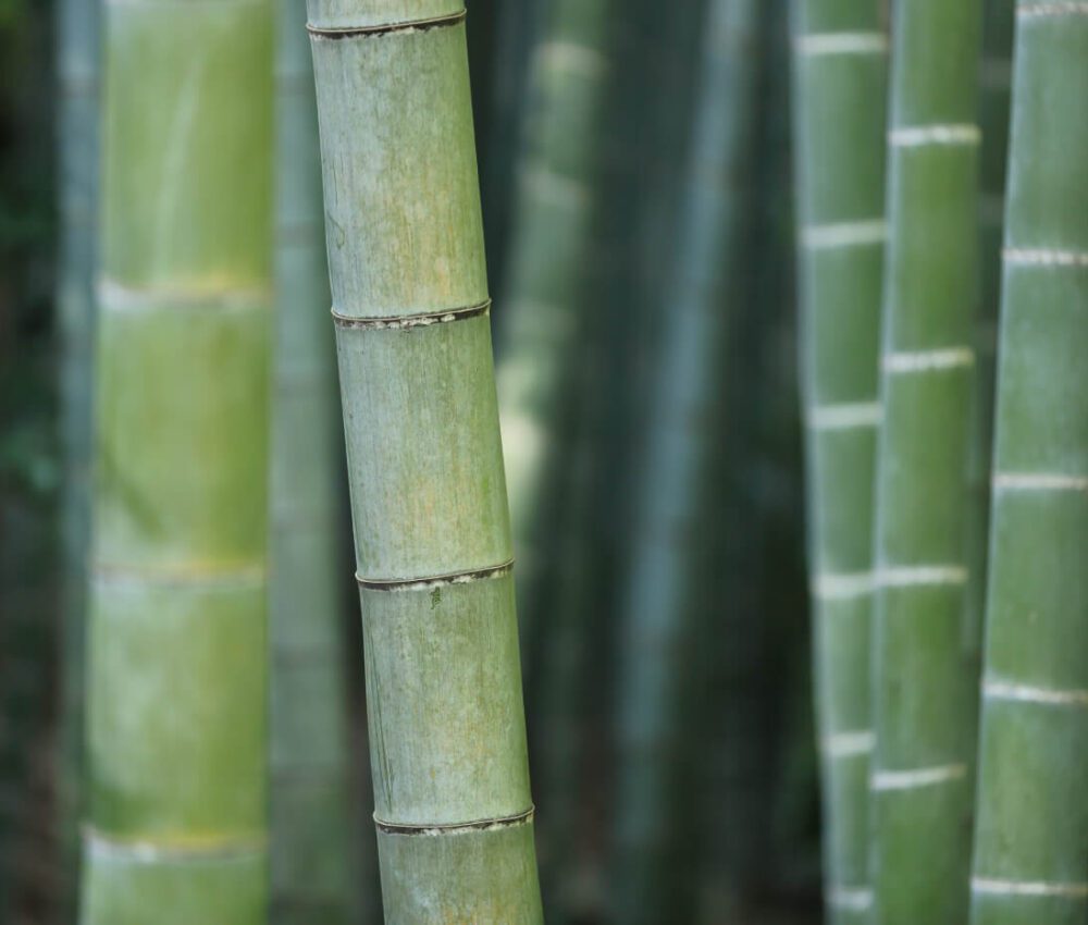 bamboo salt